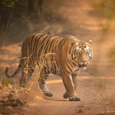 Tiger at tadoba reserve