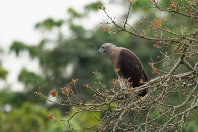 Manas National Park - Nature Explorers India