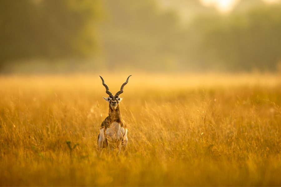 India's Most Underrated Safari Parks - The Hidden Treasures! - Nature