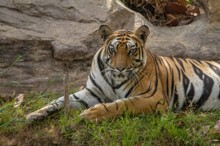 Sanjay Dubri Tiger Safari - Group Tour - Nature Explorers India