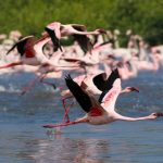 Flamingo Boating safari –1