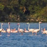 Flamingo Boating safari –2