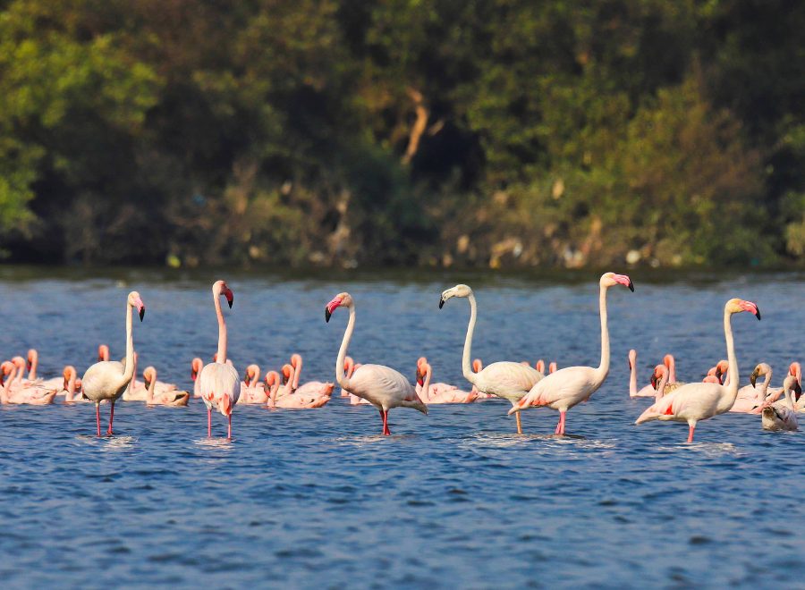 Flamingo Boating safari –2
