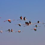 Flamingo Boating safari –6