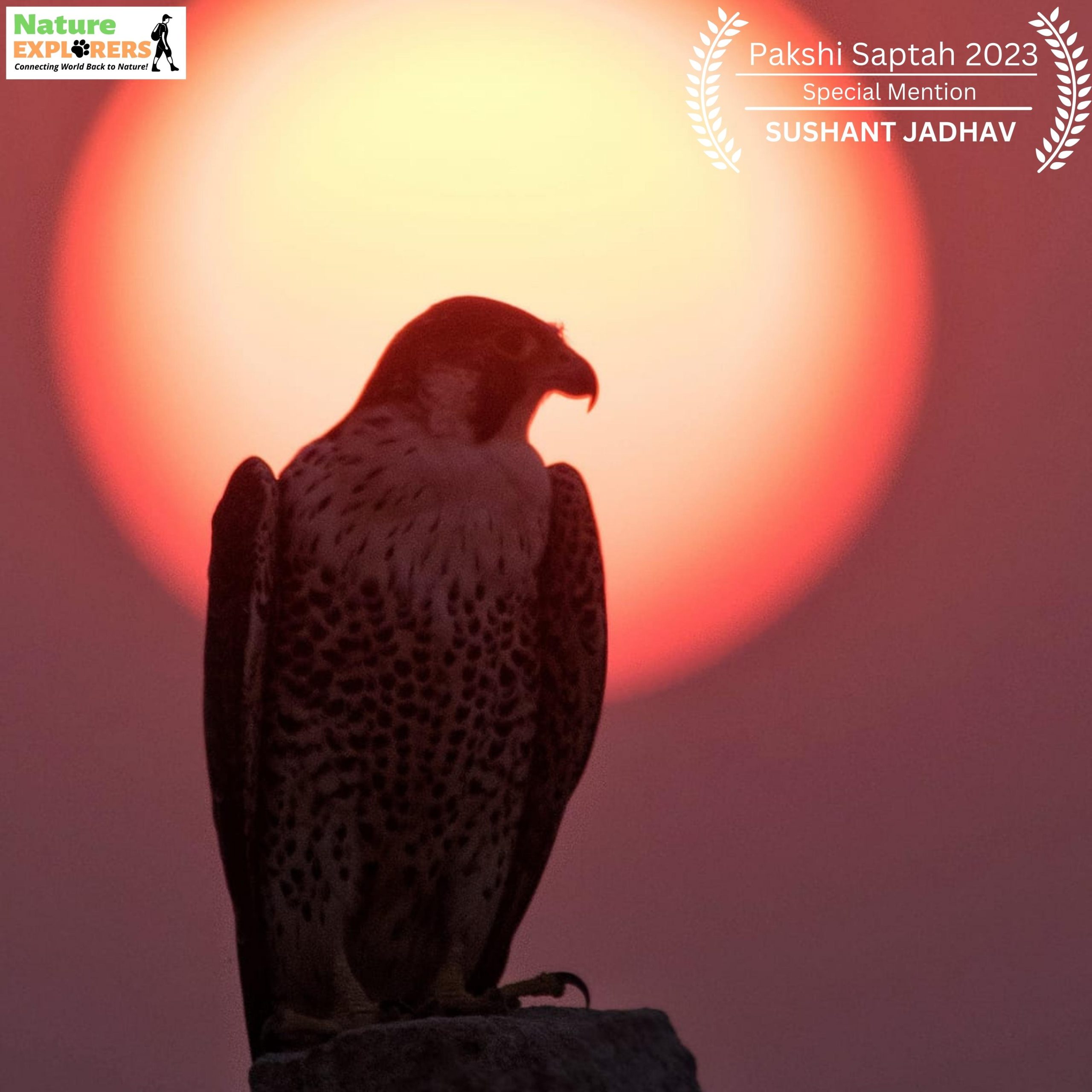 PEREGRINE FALCON WITH SUNSET BACKDROP