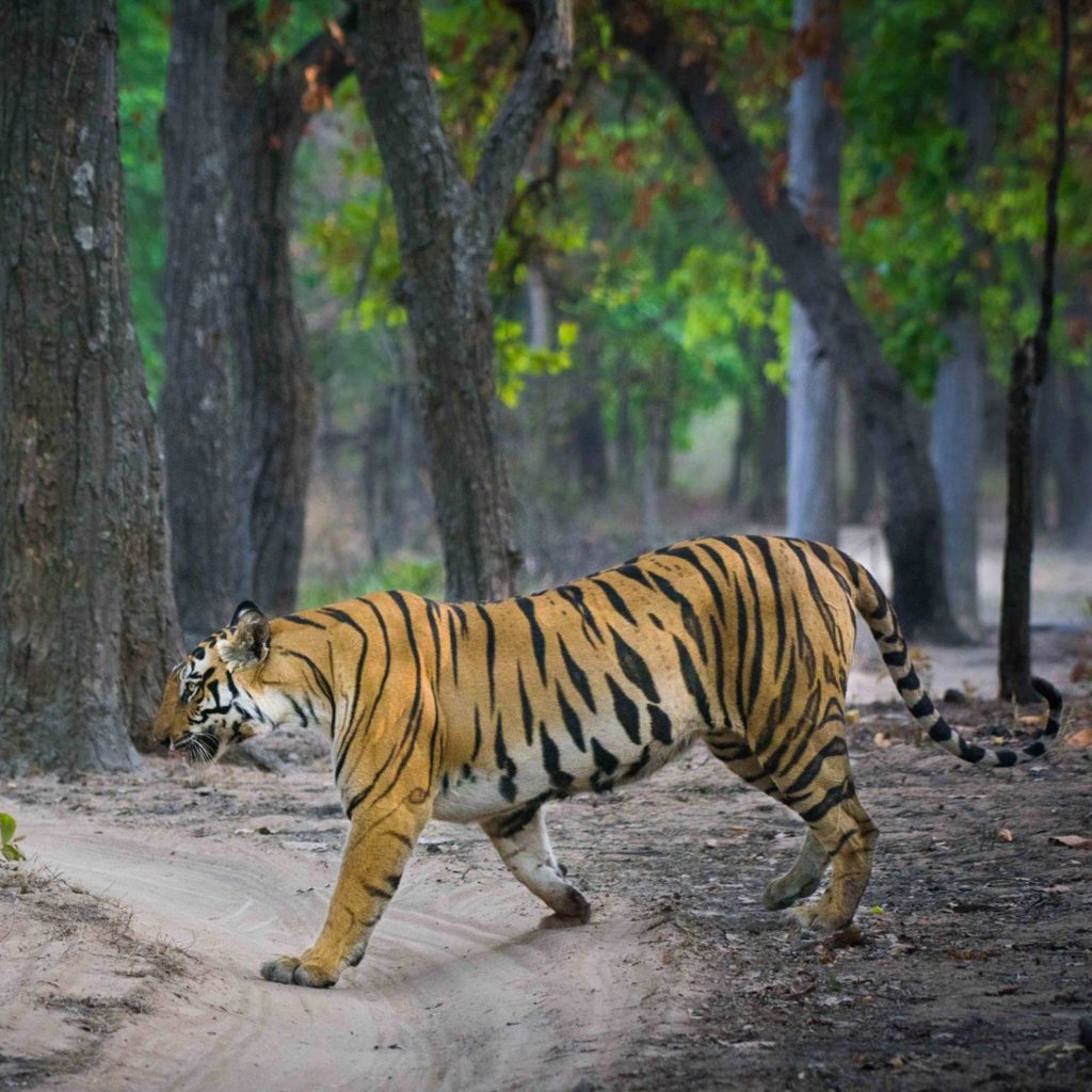 Top 5 Tiger Safari Destinations In India