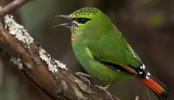 Birds of Singalila National Park