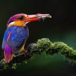 ODKF with prey