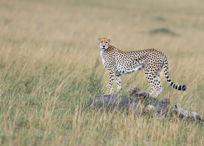 Kenya – Masai Mara Migration Special 4